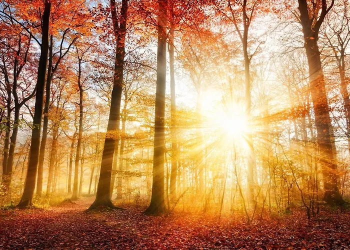 Veluwe - On Park De Eyckenhoff - Private Gardens And Saunas On Nationaal Park De Veluwe - Design With Cosy Setting *