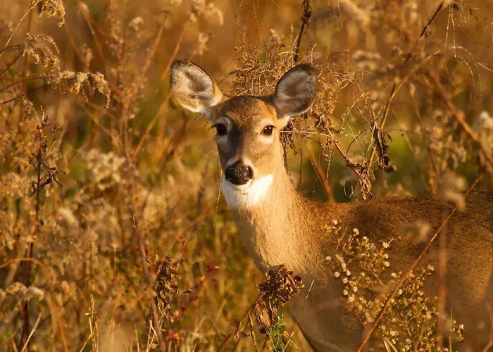 Veluwe - On Park De Eyckenhoff - Private Gardens And Saunas On Nationaal Park De Veluwe - Design With Cosy Setting Апартаменты